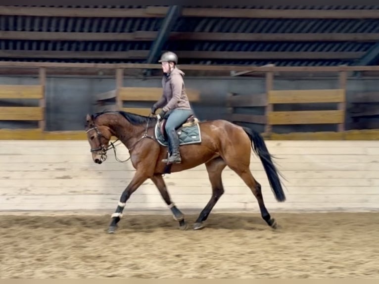 Duits sportpaard Merrie 8 Jaar 173 cm Bruin in Pelmberg