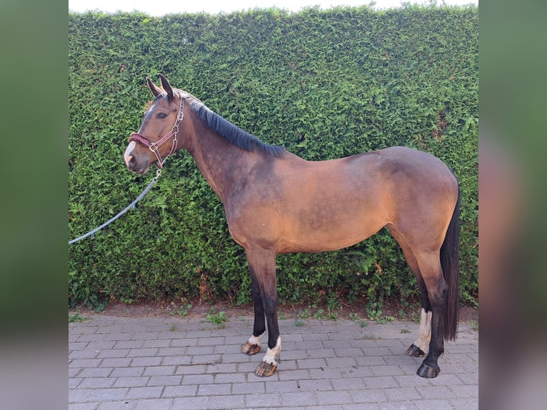 Duits sportpaard Merrie 8 Jaar 173 cm Bruin in S&#xF6;rgenloch