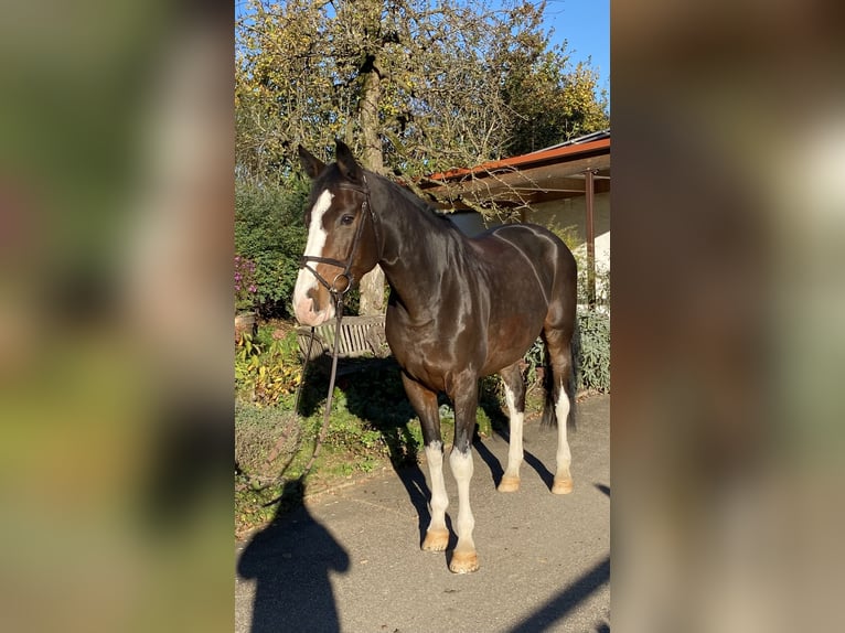 Duits sportpaard Merrie 8 Jaar 173 cm in Donzdorf
