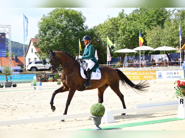 Duits sportpaard Merrie 8 Jaar 174 cm Donkerbruin in Görlitz