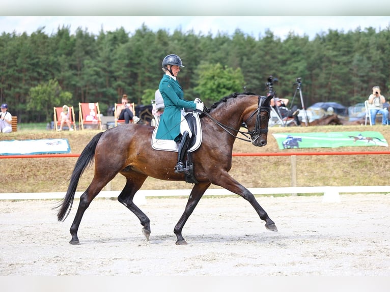 Duits sportpaard Merrie 8 Jaar 174 cm Donkerbruin in Görlitz