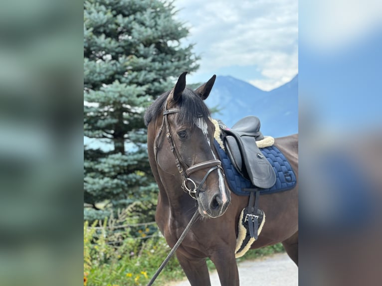 Duits sportpaard Merrie 8 Jaar 175 cm Zwartbruin in Aldrans