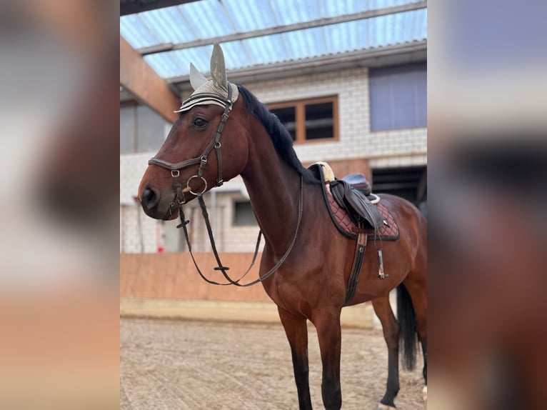 Duits sportpaard Merrie 8 Jaar 176 cm Bruin in Grimma
