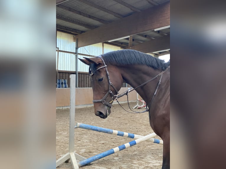 Duits sportpaard Merrie 8 Jaar 176 cm Bruin in Grimma