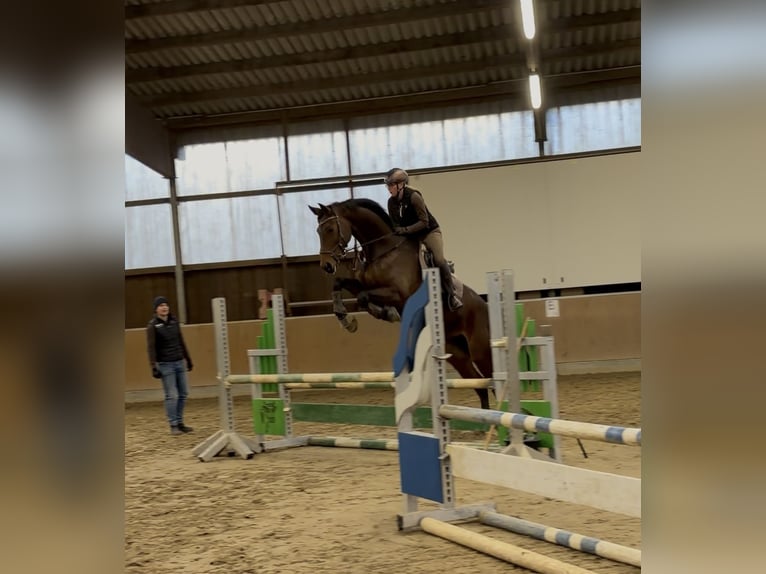 Duits sportpaard Merrie 8 Jaar 176 cm Bruin in Grimma
