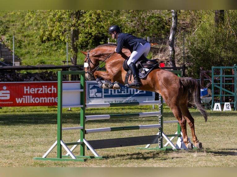 Duits sportpaard Merrie 8 Jaar 176 cm Vos in Lengenfeld