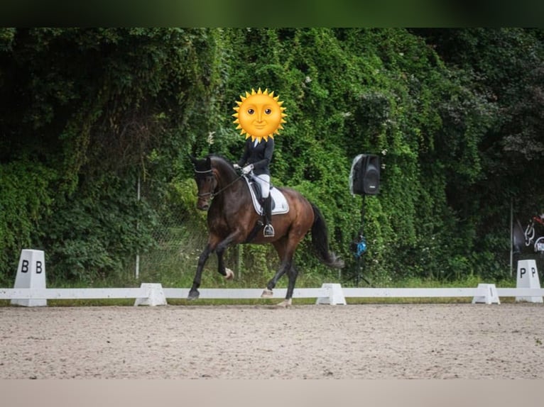 Duits sportpaard Merrie 8 Jaar 178 cm Bruin in Plate