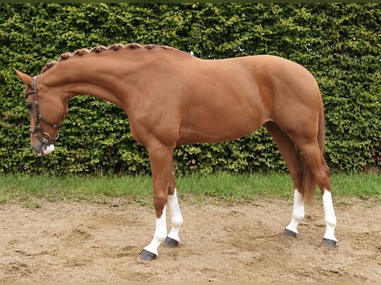 Duits sportpaard Merrie 8 Jaar 179 cm Vos in Nersingen