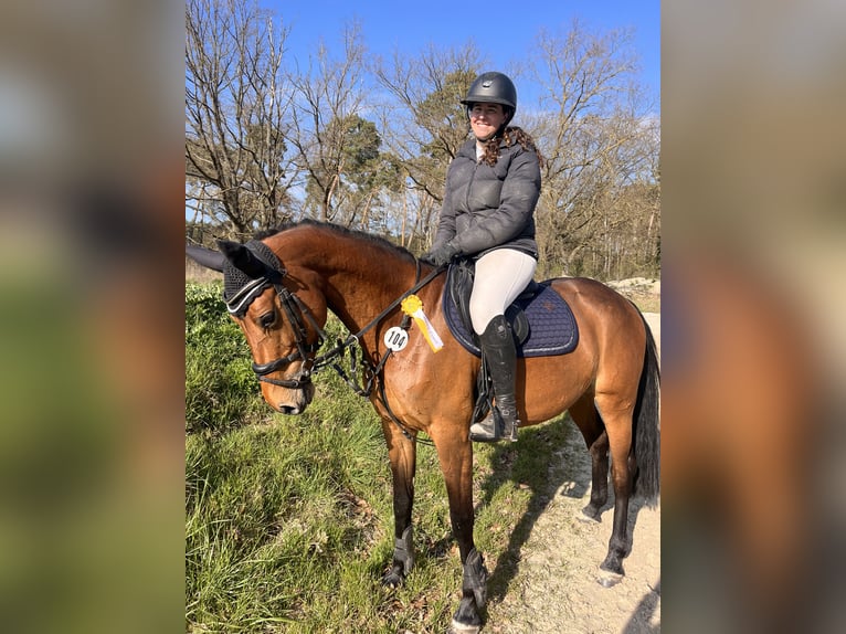 Duits sportpaard Merrie 9 Jaar 160 cm Bruin in Stahnsdorf