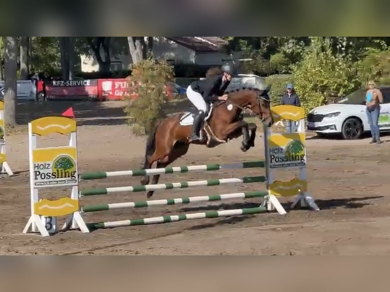 Duits sportpaard Merrie 9 Jaar 160 cm Bruin in Stahnsdorf