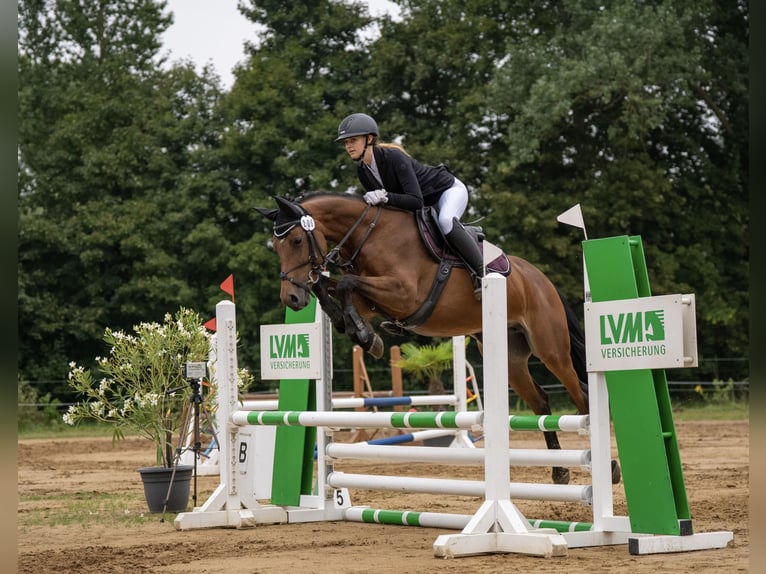 Duits sportpaard Merrie 9 Jaar 160 cm Bruin in Stahnsdorf