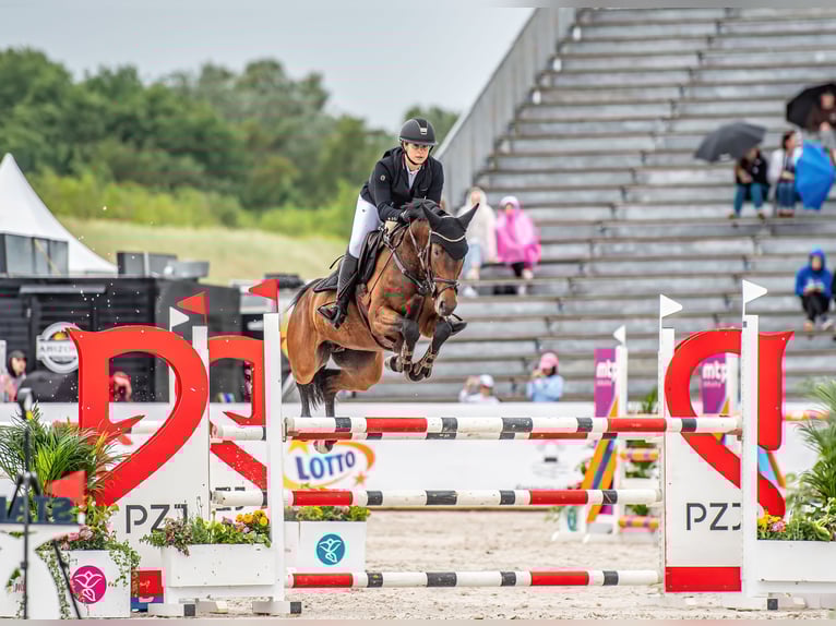 Duits sportpaard Merrie 9 Jaar 160 cm Donkerbruin in Ueckerm&#xFC;nde
