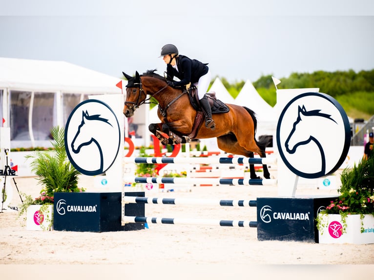Duits sportpaard Merrie 9 Jaar 160 cm Donkerbruin in Ueckerm&#xFC;nde