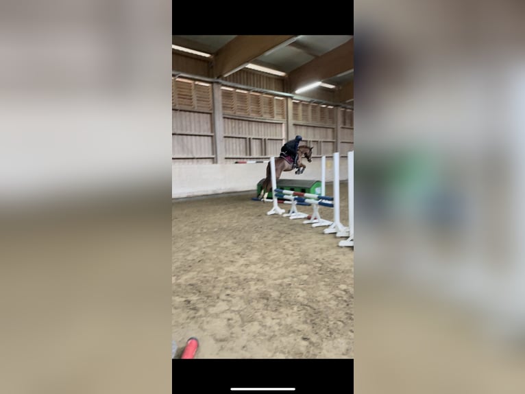 Duits sportpaard Merrie 9 Jaar 160 cm Donkere-vos in Nötsch