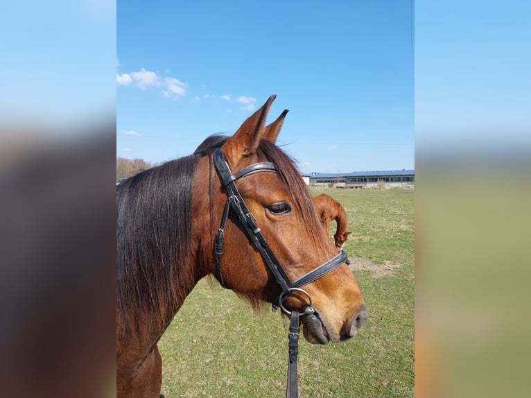 Duits sportpaard Merrie 9 Jaar 163 cm Bruin in Rietz-Neuendorf