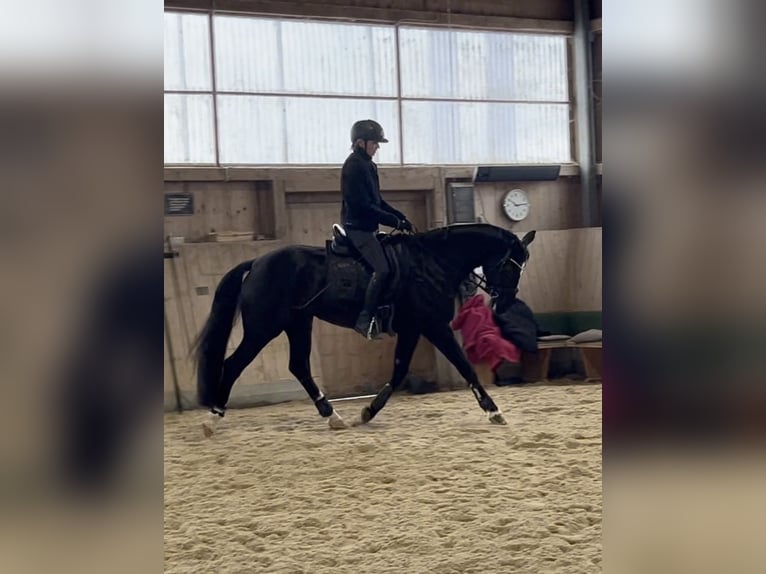 Duits sportpaard Merrie 9 Jaar 163 cm Zwartbruin in Fürstenzell