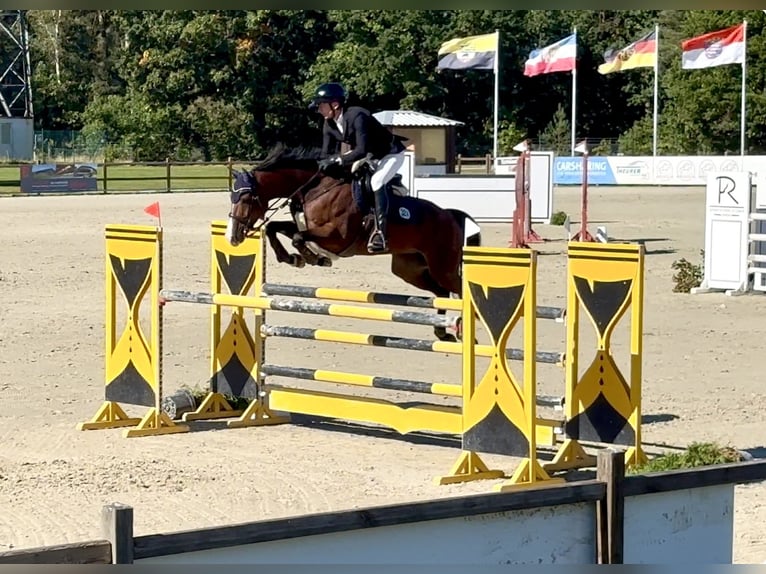 Duits sportpaard Merrie 9 Jaar 164 cm Bruin in Schenefeld