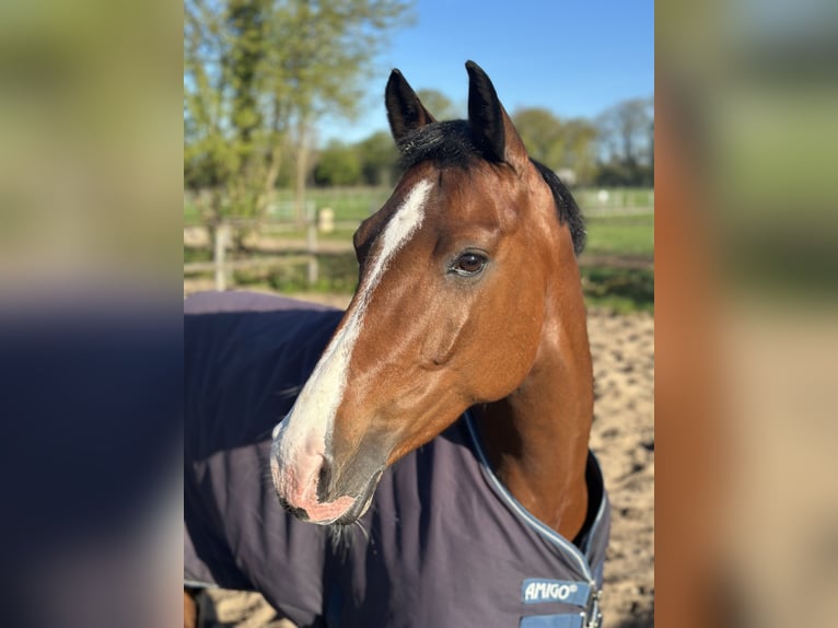 Duits sportpaard Merrie 9 Jaar 164 cm Bruin in Schenefeld