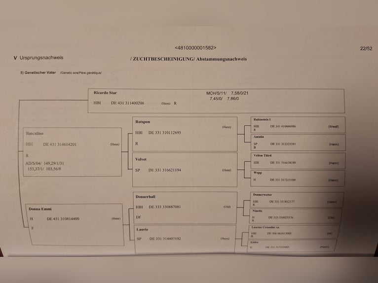 Duits sportpaard Merrie 9 Jaar 164 cm in Parkstein