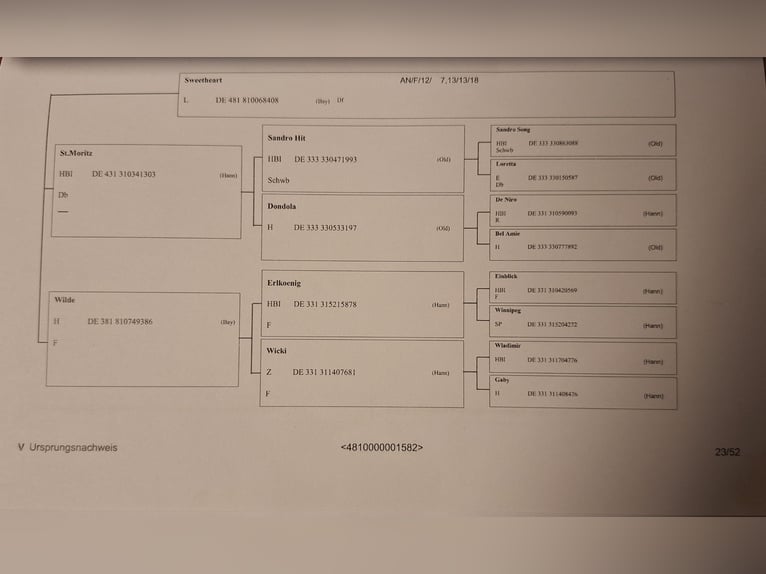 Duits sportpaard Merrie 9 Jaar 164 cm in Parkstein