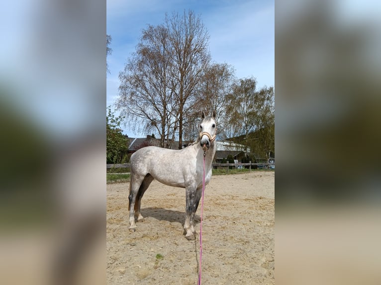 Duits sportpaard Merrie 9 Jaar 165 cm Appelschimmel in Marsberg