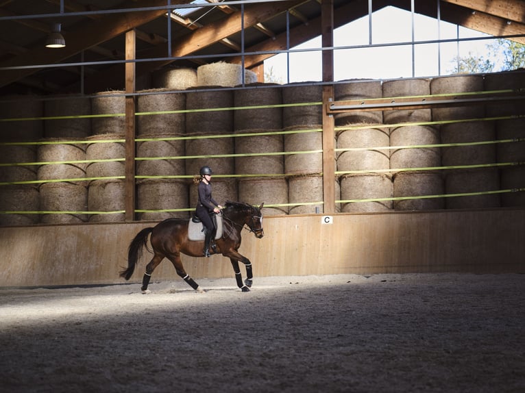 Duits sportpaard Merrie 9 Jaar 165 cm Bruin in Maintal