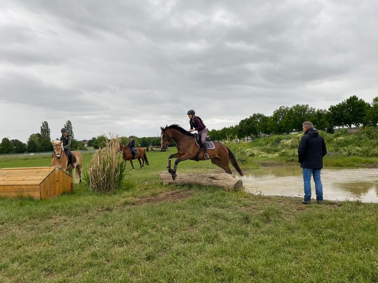 Duits sportpaard Merrie 9 Jaar 165 cm Bruin in Maintal