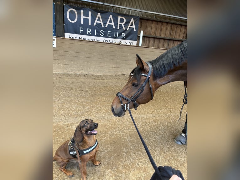 Duits sportpaard Merrie 9 Jaar 165 cm Bruin in Grafschaft