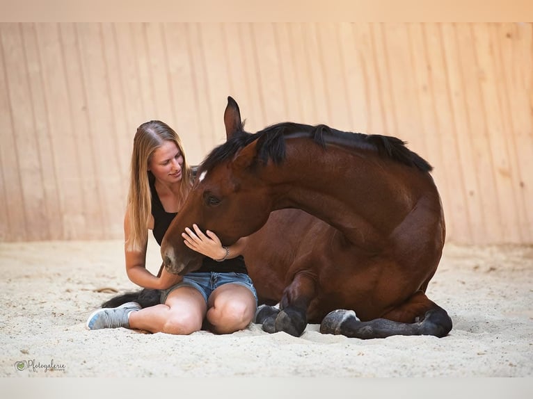 Duits sportpaard Merrie 9 Jaar 165 cm Bruin in Windischeschenbach