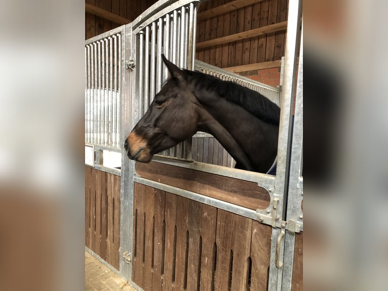 Duits sportpaard Merrie 9 Jaar 165 cm Donkerbruin in Rotstock