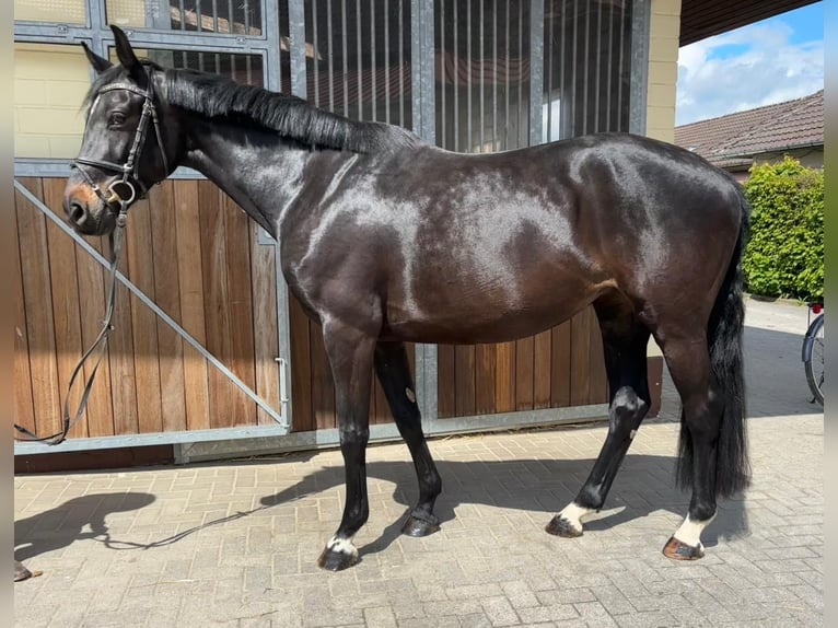 Duits sportpaard Merrie 9 Jaar 165 cm Donkerbruin in Einbeck
