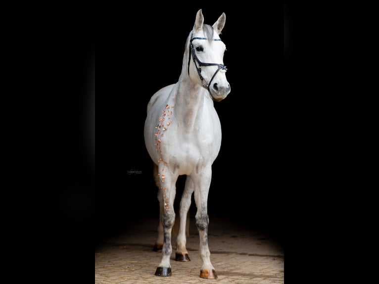 Duits sportpaard Merrie 9 Jaar 165 cm Vliegenschimmel in Trier