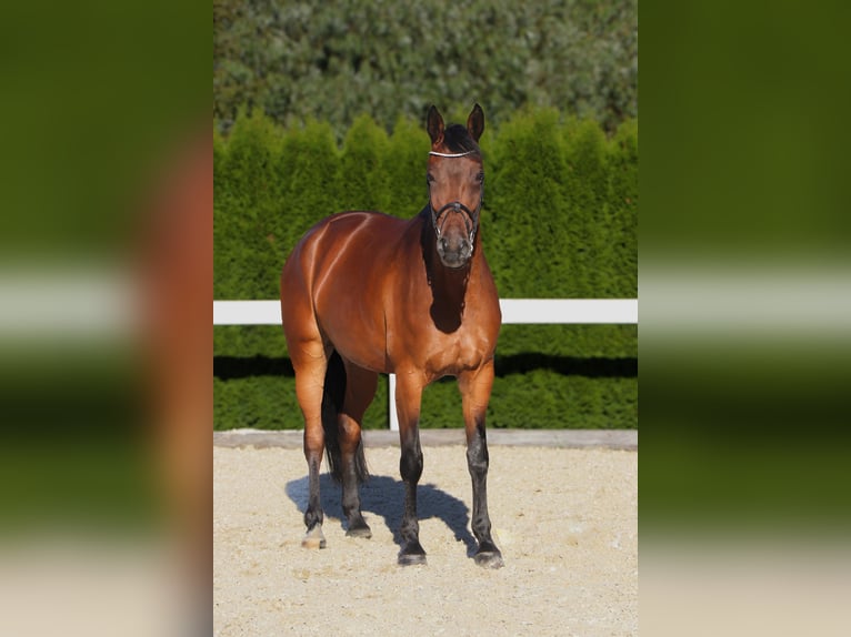 Duits sportpaard Merrie 9 Jaar 166 cm Bruin in Schw&#xE4;bisch HallSchw&#xE4;bisch Hall