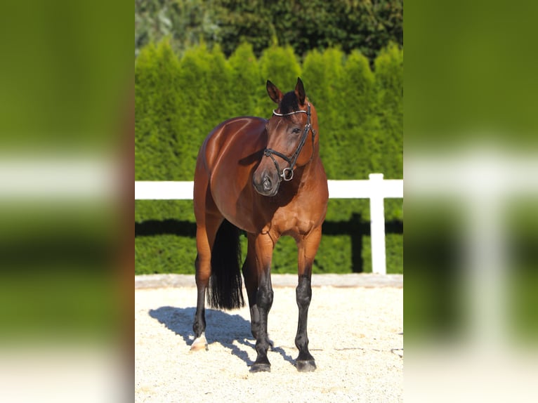 Duits sportpaard Merrie 9 Jaar 166 cm Bruin in Schw&#xE4;bisch HallSchw&#xE4;bisch Hall