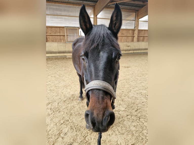 Duits sportpaard Merrie 9 Jaar 166 cm Bruin in Balingen