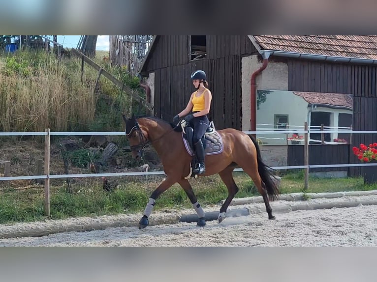 Duits sportpaard Merrie 9 Jaar 167 cm Bruin in Schwabhausen