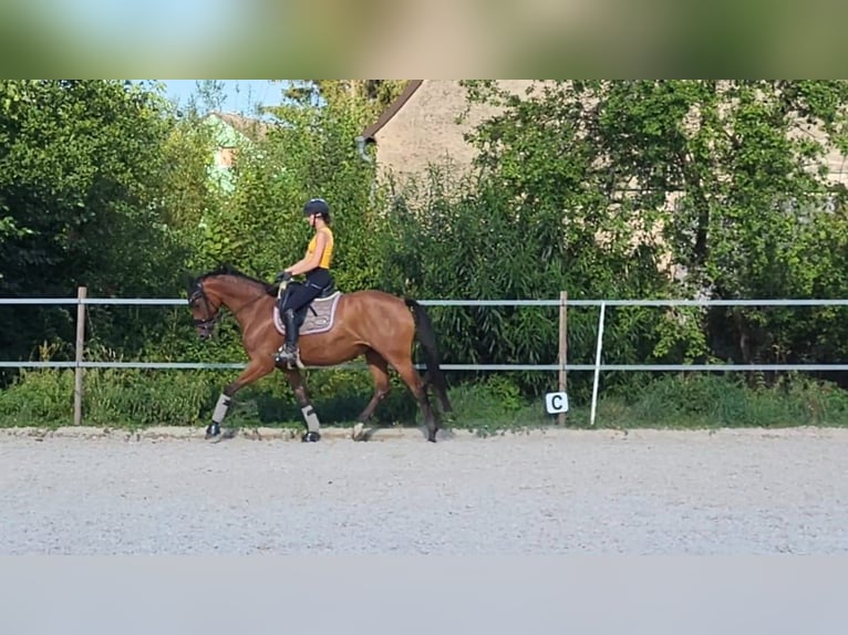 Duits sportpaard Merrie 9 Jaar 167 cm Bruin in Schwabhausen