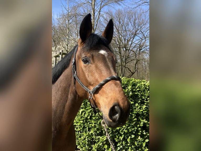 Duits sportpaard Merrie 9 Jaar 167 cm Bruin in Darmstadt