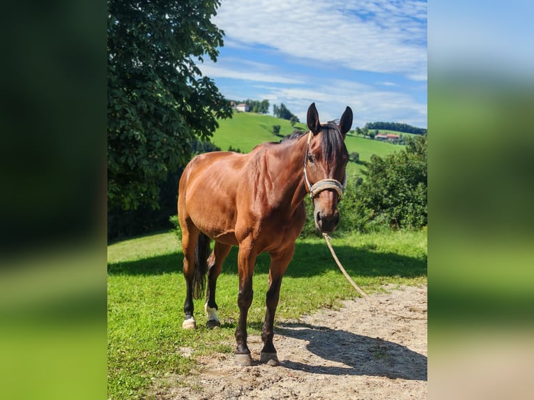 Duits sportpaard Merrie 9 Jaar 167 cm Bruin in St. Peter in der Au