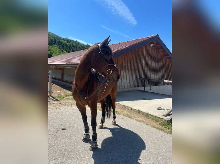 Duits sportpaard Merrie 9 Jaar 167 cm Bruin in St. Peter in der Au