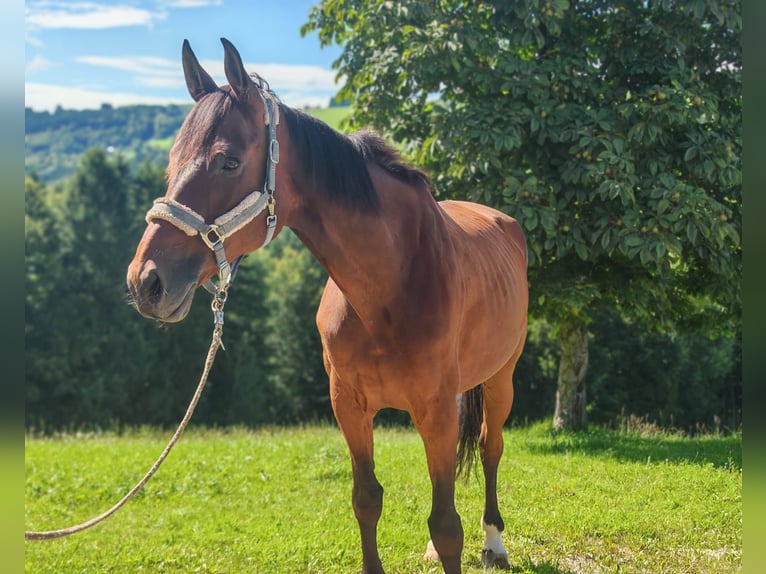 Duits sportpaard Merrie 9 Jaar 167 cm Bruin in St. Peter in der Au