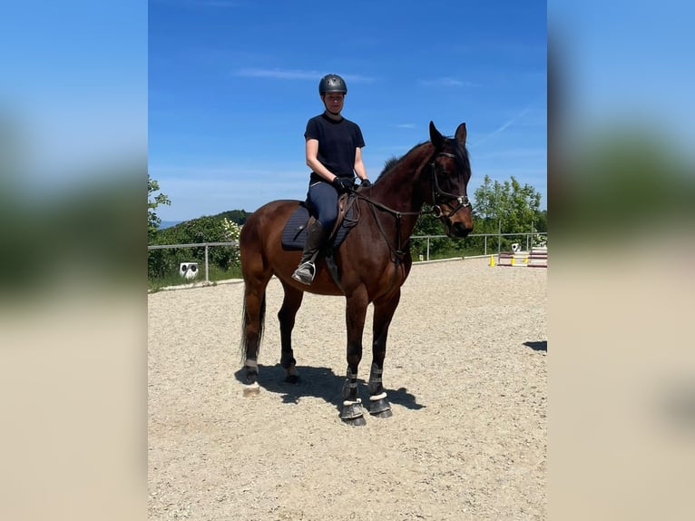 Duits sportpaard Merrie 9 Jaar 167 cm Bruin in St. Peter in der Au