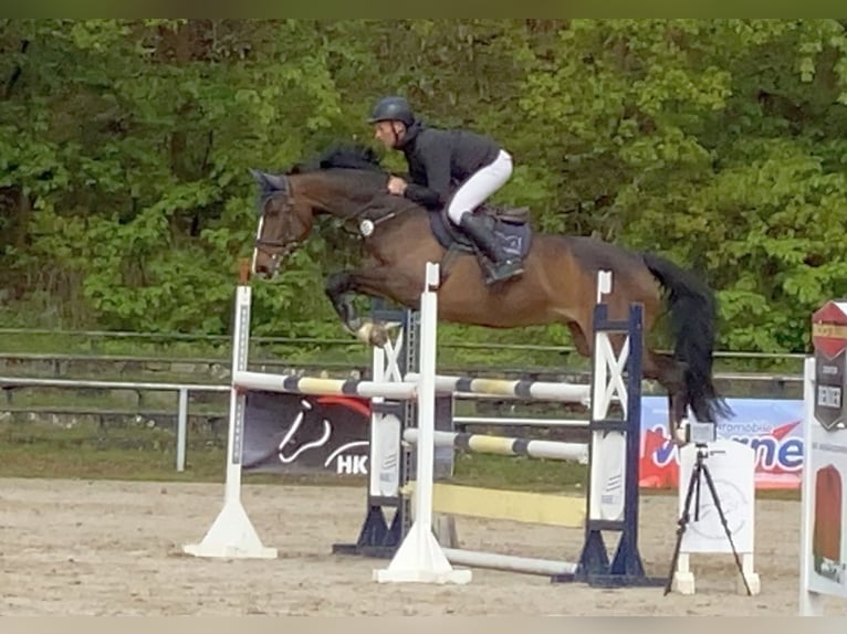 Duits sportpaard Merrie 9 Jaar 167 cm Bruin in Neustadt in Sachsen
