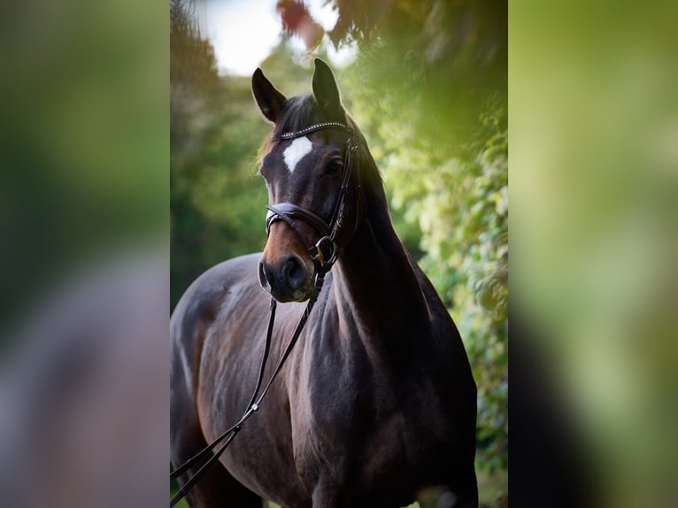 Duits sportpaard Merrie 9 Jaar 167 cm Zwartbruin in Fronreute