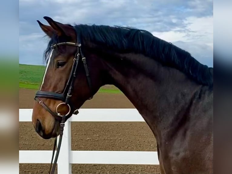 Duits sportpaard Merrie 9 Jaar 168 cm Donkerbruin in Loiching