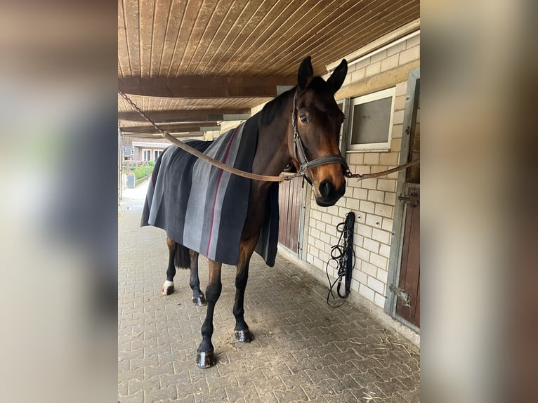 Duits sportpaard Merrie 9 Jaar 168 cm Donkerbruin in Grevenbroich