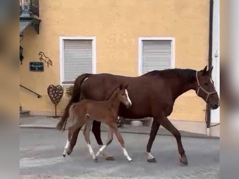 Duits sportpaard Merrie 9 Jaar 168 cm Donkere-vos in Freilassing