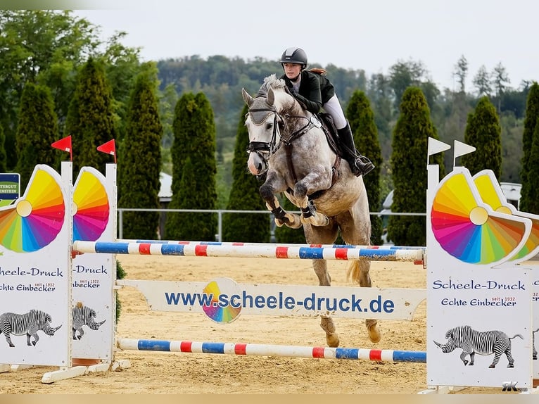 Duits sportpaard Merrie 9 Jaar 168 cm Schimmel in Einbeck