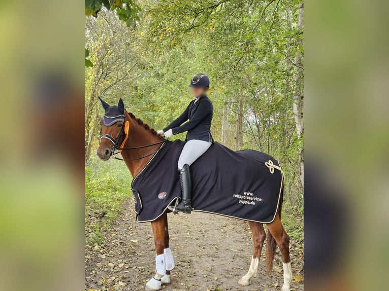 Duits sportpaard Merrie 9 Jaar 168 cm Vos in Helmstedt