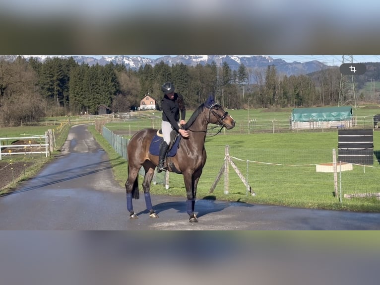 Duits sportpaard Merrie 9 Jaar 168 cm Zwartbruin in Schlins